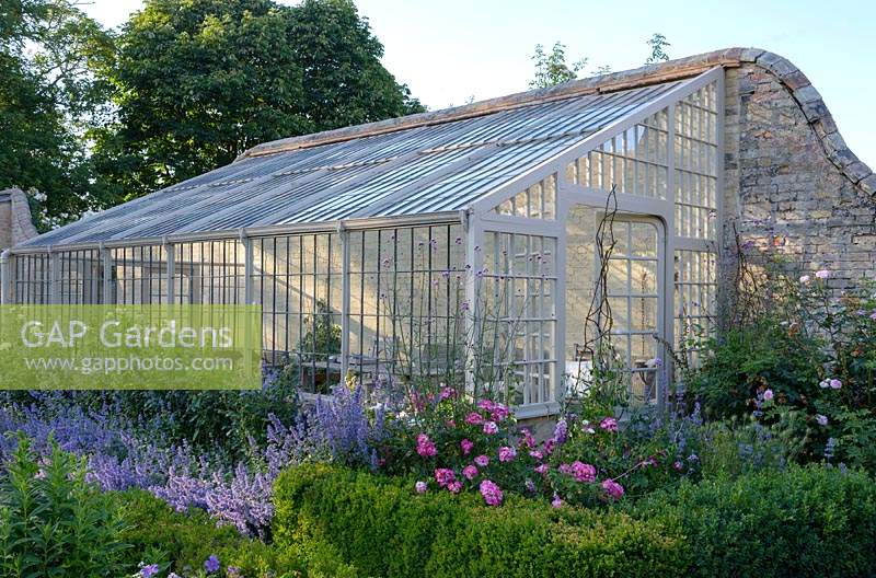 Rare Lean-to greenhouse.   Rosa 'Queen of Sweden', Rosa 'Greetings' and Nepeta grandiflora 'Summer Magic' in front of greenhouse with Buxus - box hedging 