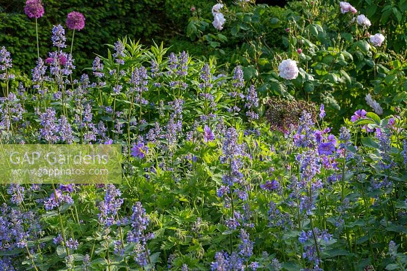 Flowerbed with Nepeta grandiflora 'Summer Magic', Allium 'Purple Sensation' and Geranium magnificum - Hardy geranium. 