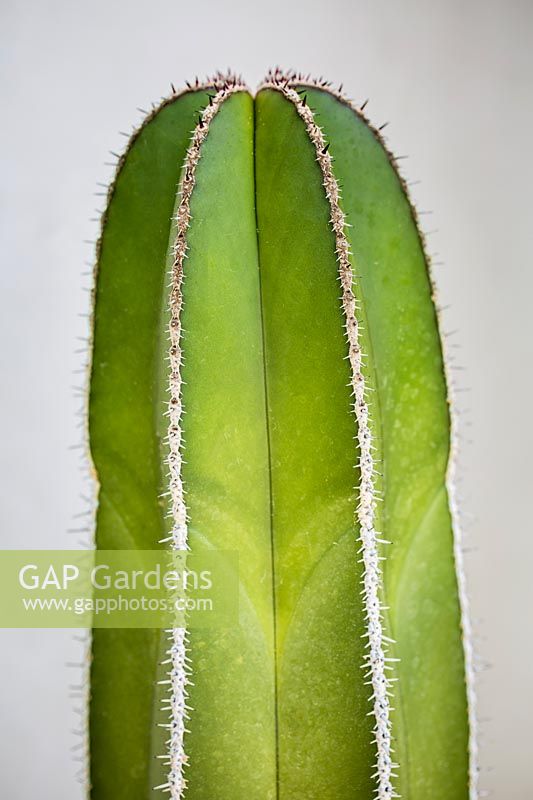 Pachycereus marginatus - fence post cactus