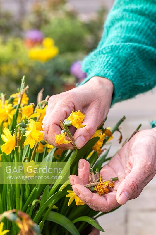 Detail of woman deadheading Narcissus 'Tete a Tete' - Miniature Daffodils to prevent them from using energy on setting seeds.