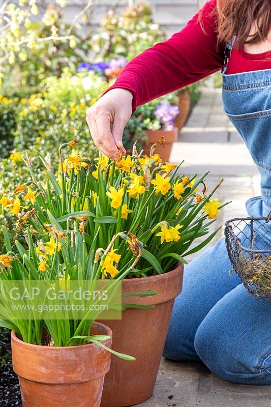 Woman deadheading Narcissus 'Tete a Tete'  - Miniature Daffodils grown in clay pots to prevent them from using energy on setting seeds. 