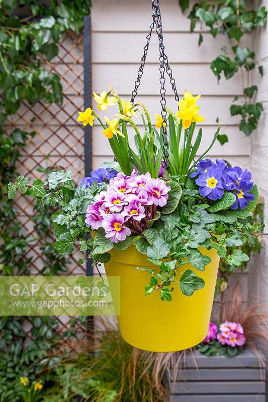 Bright plastic hanging pot planted with Hedera - Ivy, Narcissus 'Tete a Tete' - Dwarf Daffodils and mixed Primula - Primroses
