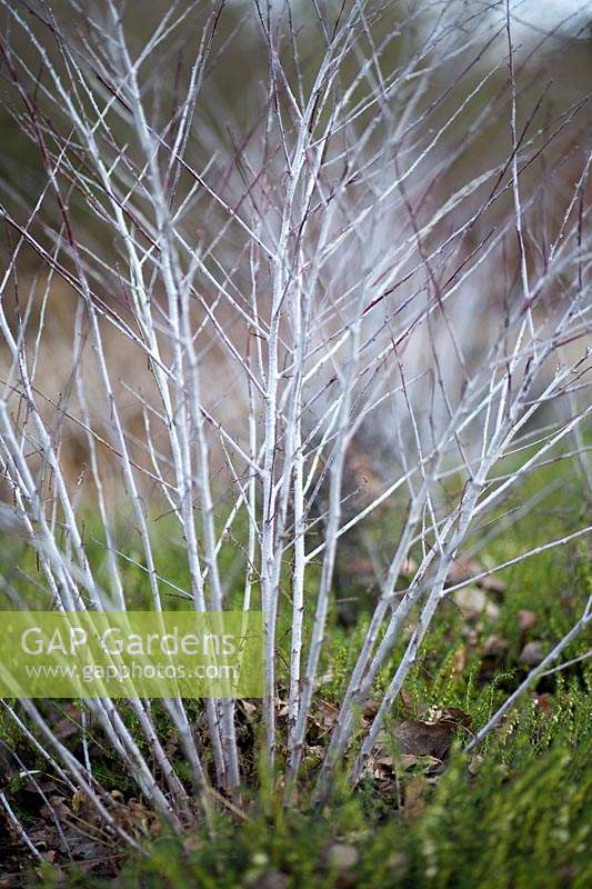 Rubus thibetanus - Ghost Bramble
