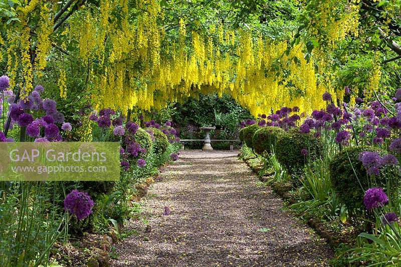 The Laburnum Tunnel at the Dorothy Clive Garden, with alliums, and box topiary balls lining the route.