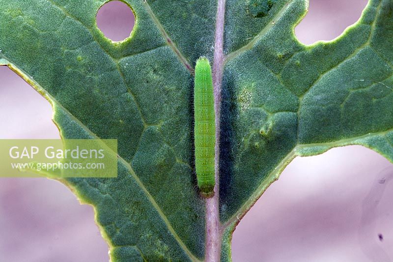 Pieris rapae - Cabbage White Butterfly caterpillar on damaged leaf of Purple sprouting broccoli.