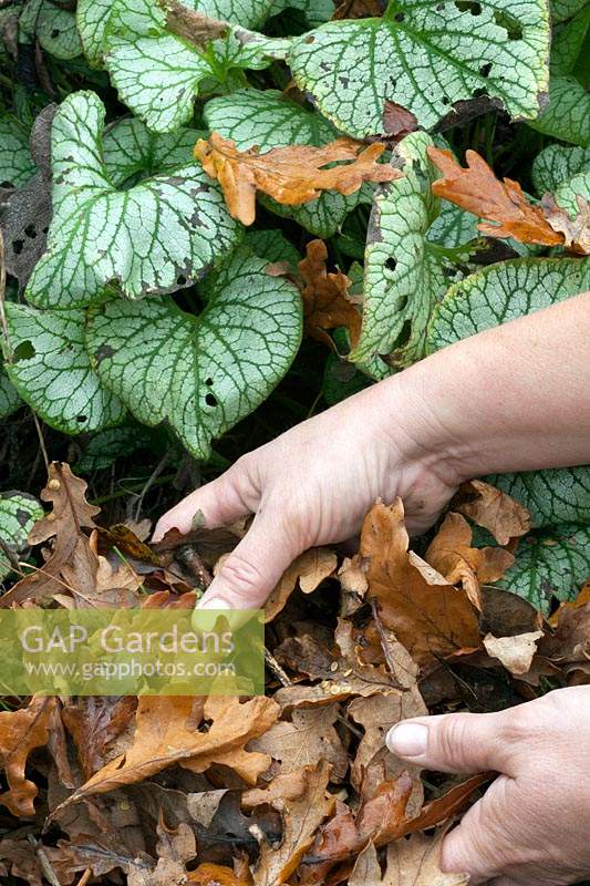 Clearing fallen leaves from around a Brunnera macrophylla 'Jack Frost'. 