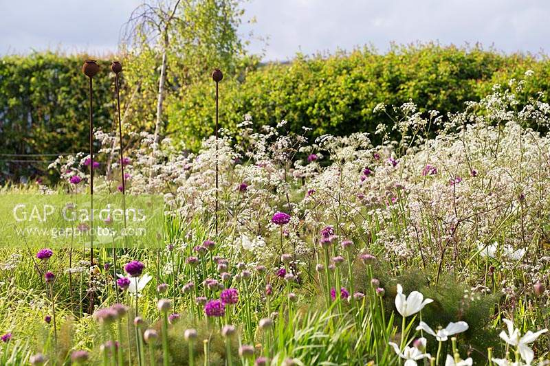 Late spring border with Allium hollandicum 'Purple Sensation' and Anthriscus sylvestris 'Ravenswing' - Cow parsley.
