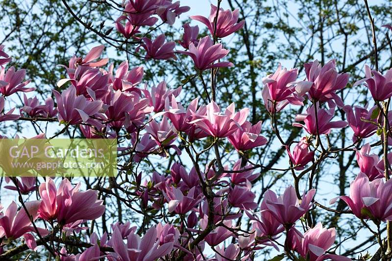 Magnolia x soulangeana 'Spectrum'     