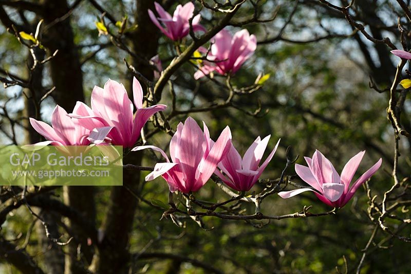 Magnolia x soulangeana 'Spectrum' 