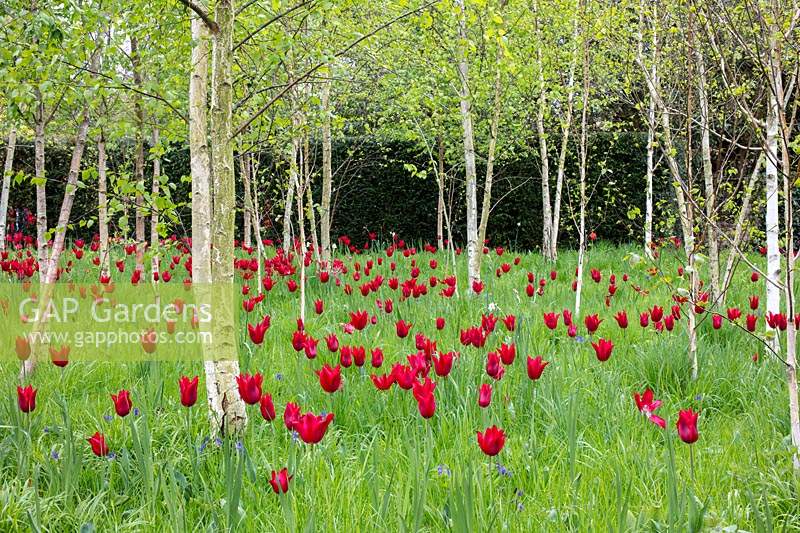 Tulipa 'Couleur Cardinal' in the Garden of Reflection, the Bishops Palace, Wells, Somerset, UK. 