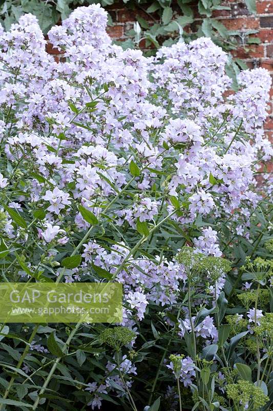 Campanula lactiflora 'Loddon Anna' - Milky Bellflower 'Loddon Anna'
