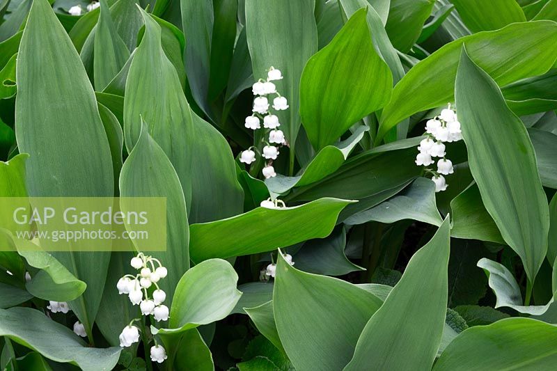 Convallaria majalis - Lily of the Valley 