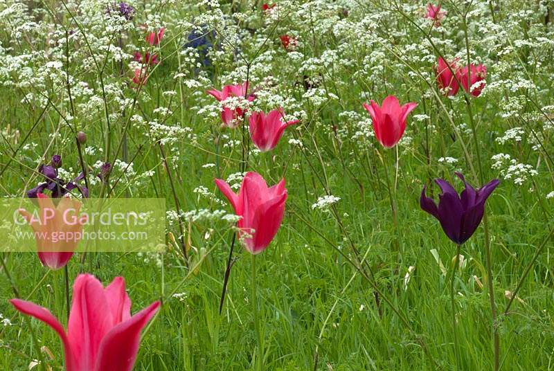 Tulipa 'Mariette' and Tulipa 'Burgandy' with Anthiscus sylvestris - Cow Parsley. 