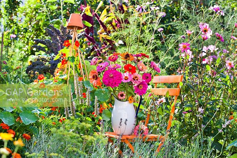Jug of Zinnia flowers on a chair in a mixed planting of other flowers
