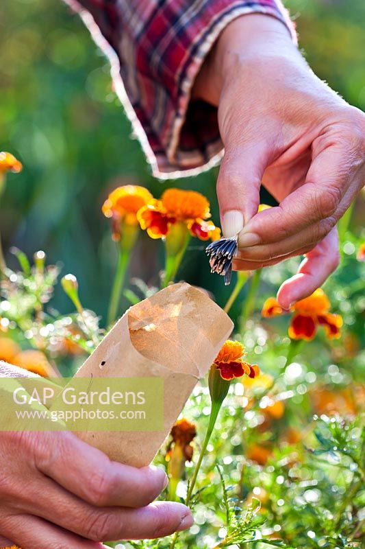 Woman collecting seeds from Tagetes patula - French marigolds.