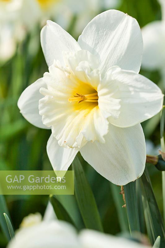 Narcissus Ice Follies daffodils 