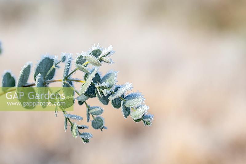 Eucalyptus gunnii 'Azura' in frost.
