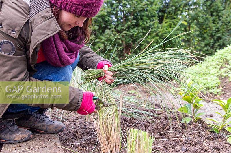 Woman trimming recently divided and replanted Stipa gigantea plants to reduce wind rock and aid root establishment. 