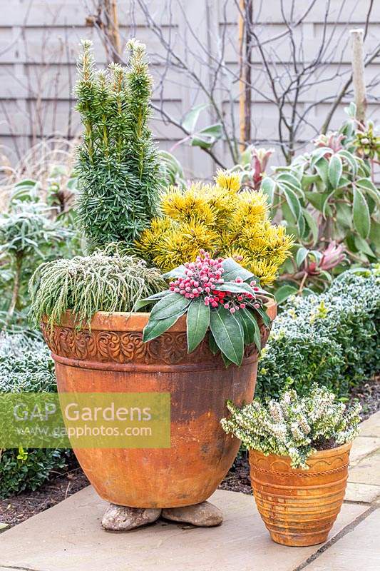 Large terracotta pot planted with mixed evergreen, winter-interest shrubs in frosty garden.