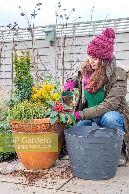 Woman topping up compost to large winter interest container.