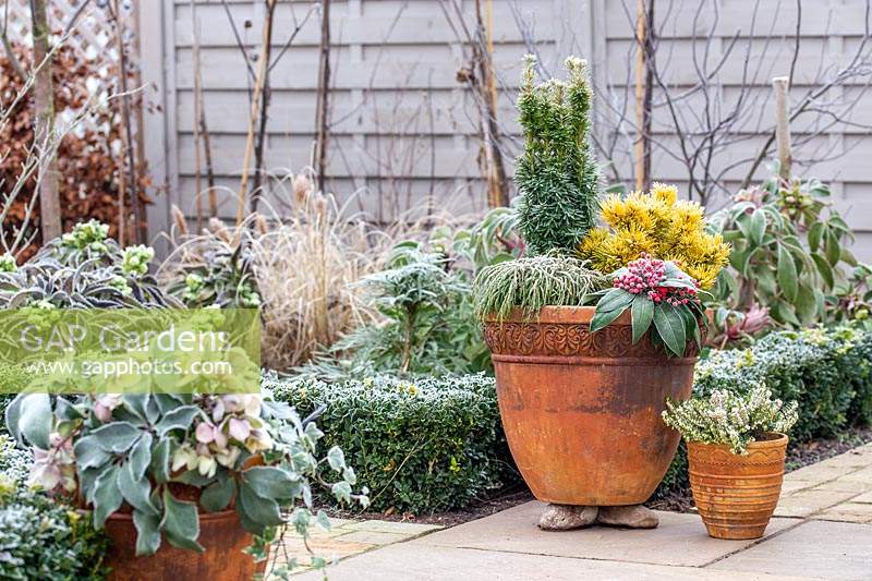 Large terracotta pot planted with mixed evergreen, winter-interest shrubs in frosty garden.