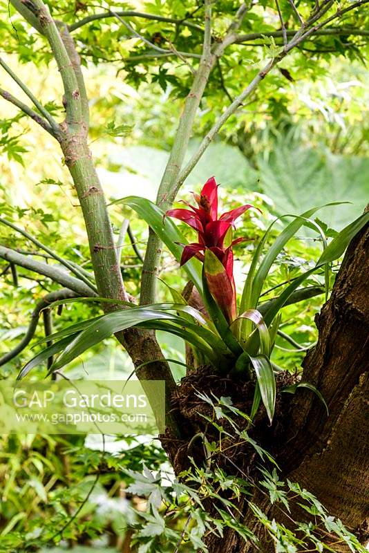 Bromeliad tucked between the branch and trunk of an acer tree to give an exotic feel at the Jungle Garden in suburban Leeds 