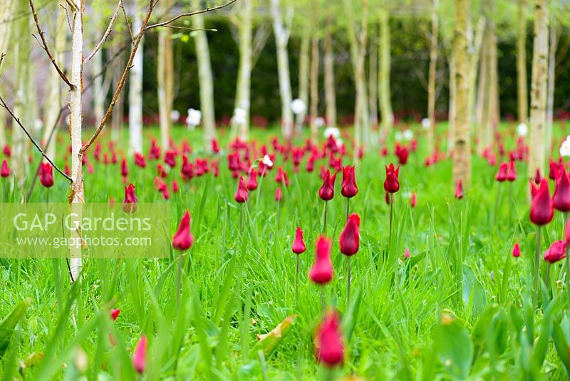 The Garden of Reflection with silver birch grove, underplanted with Tulipa 'Red Shine' and pheasant's eye narcissi at the Bishop's Palace Garden, Wells, Somerset, UK