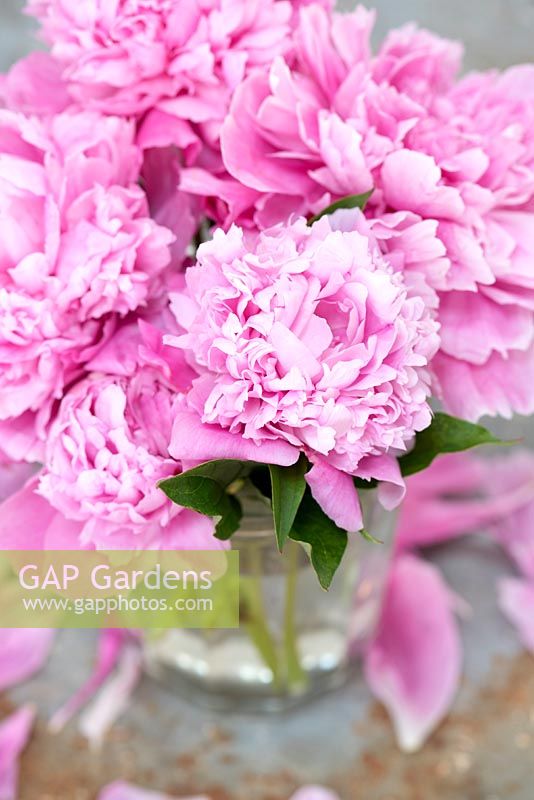 Bouquet of pink double peonies in glass vase. 