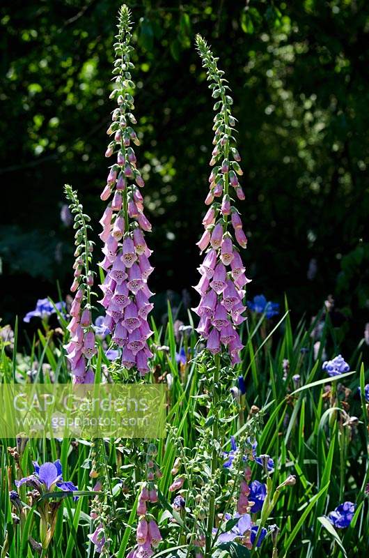 Digitalis purpurea - foxglove - with Iris 'Silver Hedge'