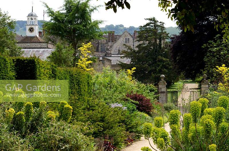 Double border with Euphorbia with trees, house and buildings in background