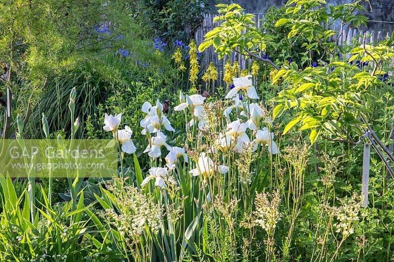 White and green mixed border with flowering white Iris and Filipendula ulmaria - Meadowsweet.
