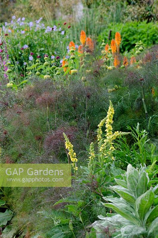 Mixed perennial flowerbed, with Verbascum, Foeniculum vulgare 'Purpureum' - Bronze Fennel and Kniphofia - Red Hot Poker 