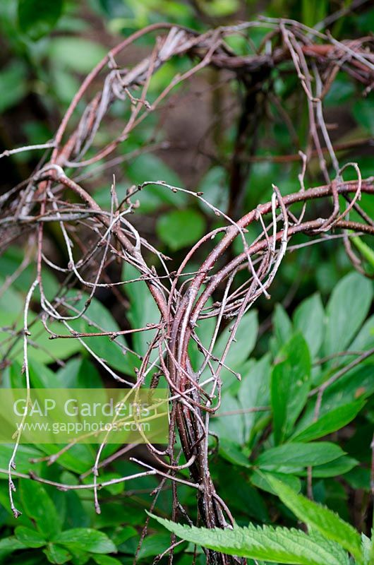 Close up of woven twig plant support for Paeonia - Peony 