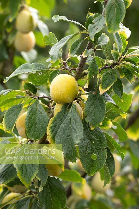 Prunus domestica 'Jefferson' - Plum 'Jefferson'
