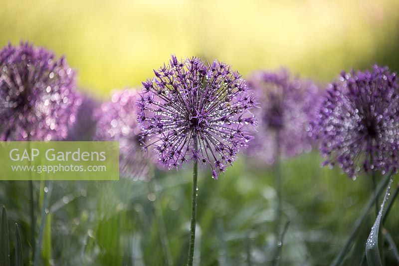 Allium hollandicum 'Purple Sensation' - Dutch Garlic 'Purple Sensation'