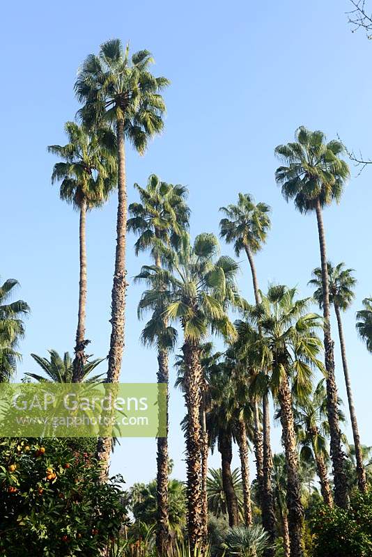 Palm trees against blue sky Marrakech Morocco Jardin Majorelle Gardens. 