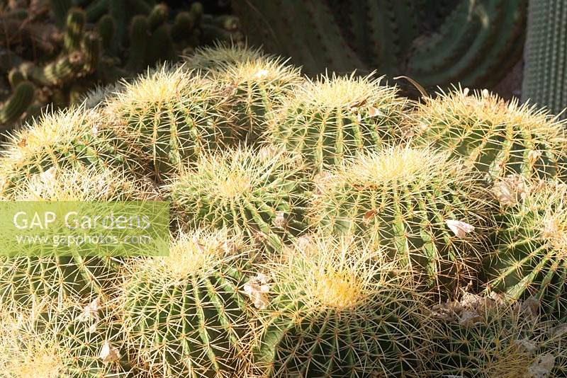 Echinocactus grusonii, 'golden barrel cactus', golden ball or mother-in-law's cushion