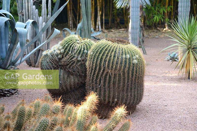Echinocactus grusonii, golden barrel cactus, golden ball or mother-in-law's cushion