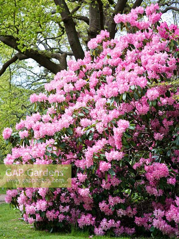 Rhododendron 'Alice Mangles' 