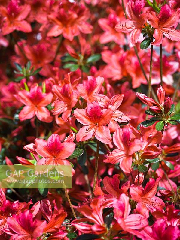 Rhododendron 'Orange Beauty' 
