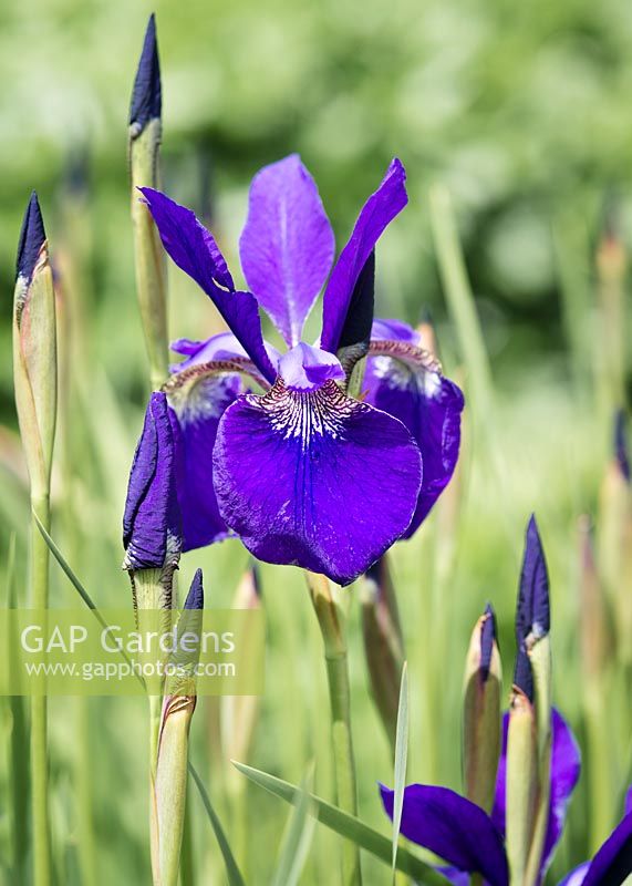 Iris sibirica 'Emperor' - Siberian Iris 'Emperor'