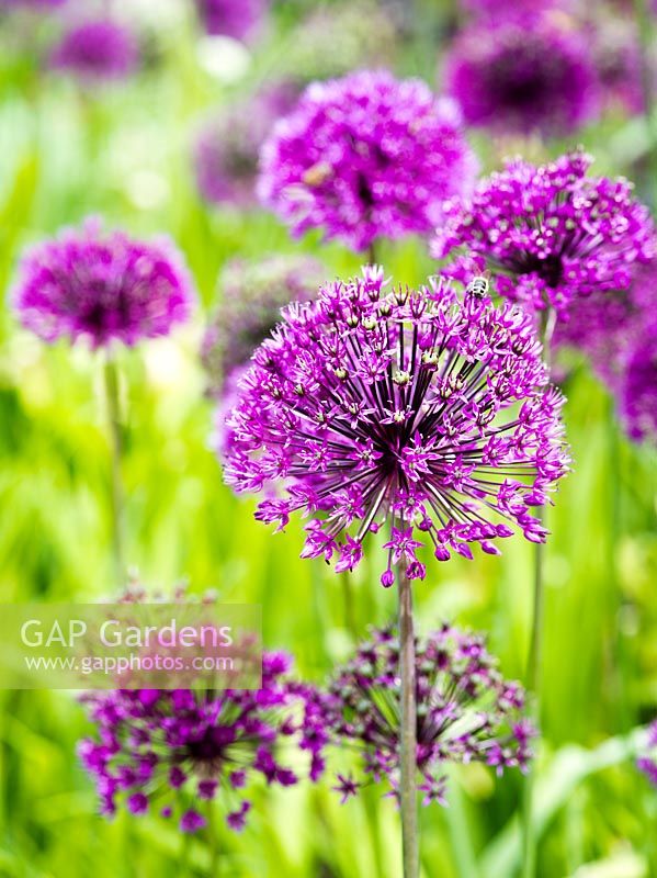 Allium hollandicum 'Purple Sensation' - Dutch garlic 'Purple Sensation'
 