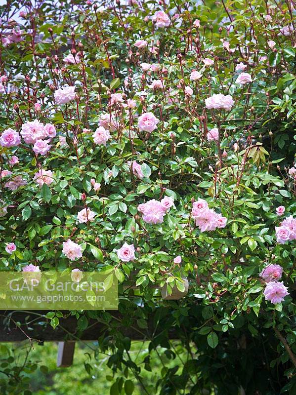 Rosa 'FranÃ§ois Juranville' and Rosa 'Climbing Cecile Brunner' growing over a timber arch. 
