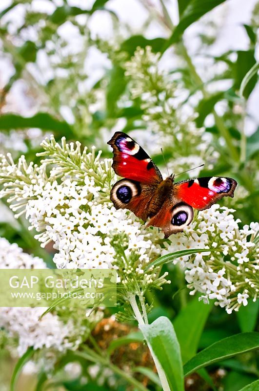 Aglais io - Peacock Butterfly on Buddleja davidii 'Darent Valley' - Butterfly bush 'Darent Valley'