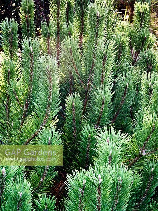 Pinus mugo Pumilio Group - Dwarf Mountain Pine Pumilio Group