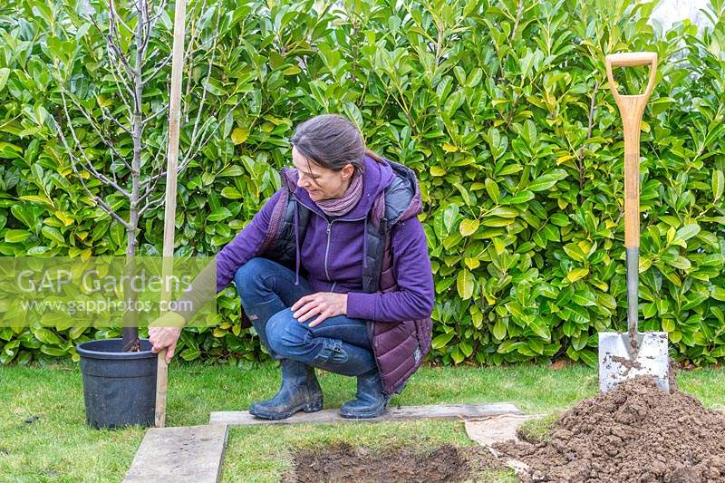 Woman measuring depth of potted Malus domestica - apple -  tree root ball 
prior to planting
