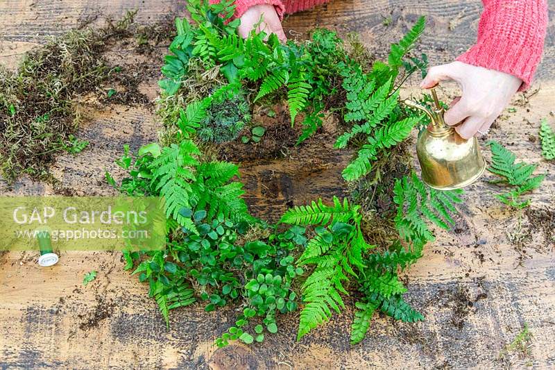 Using a hand-held mister to water ferns in a completed wreath