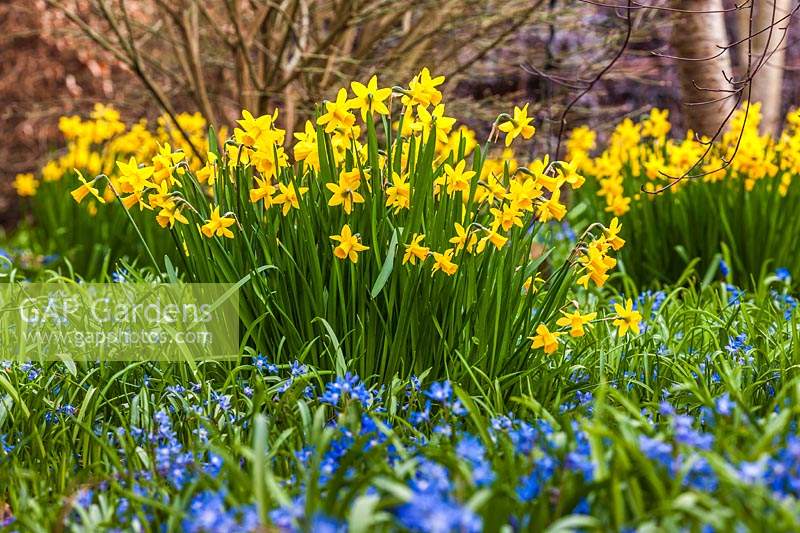 Narcissus 'Tete-a-Tete' - daffodils - and Chionodoxa forbesii