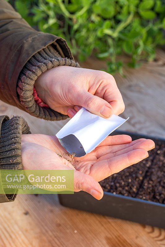 Tipping tomato seed from seed packet into palm of hand