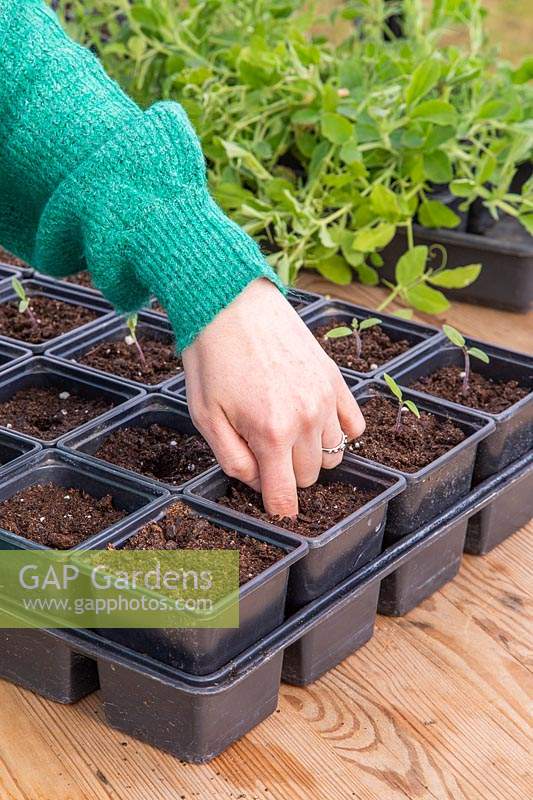 Woman using finger to create hole for planting on tomato seedlings. 